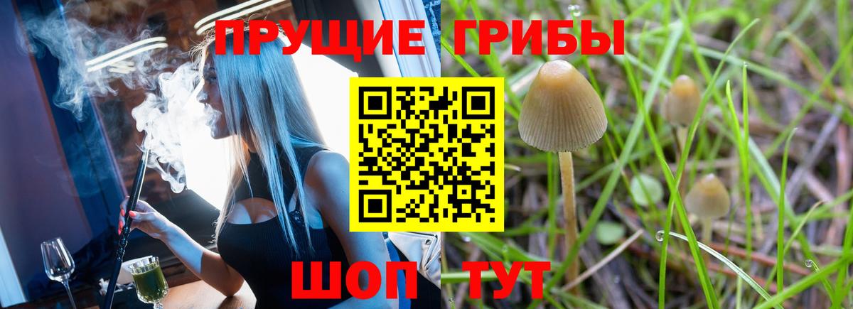 Псилоцибиновые грибы Psilocybe Кстово